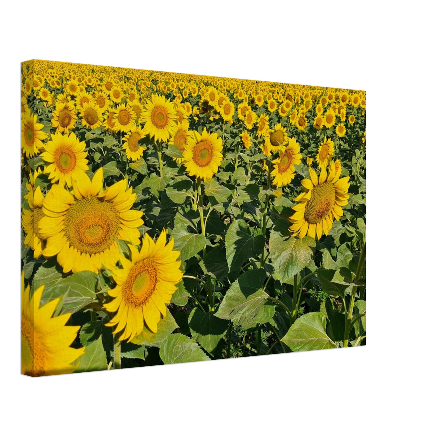 016174ff-cb1a-45b8-8dba-08ac9edd21c8