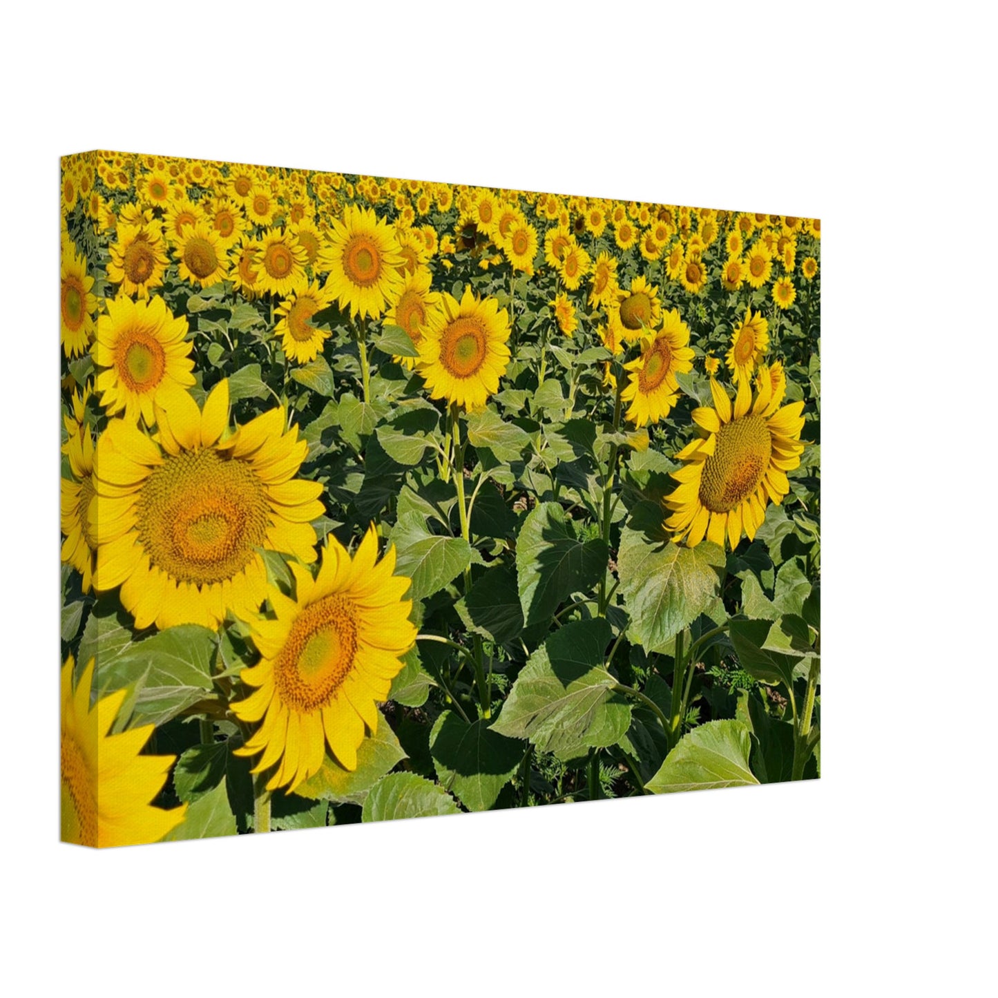 0c9fd582-ae0e-42c7-9e9c-2ed0e9ba854c