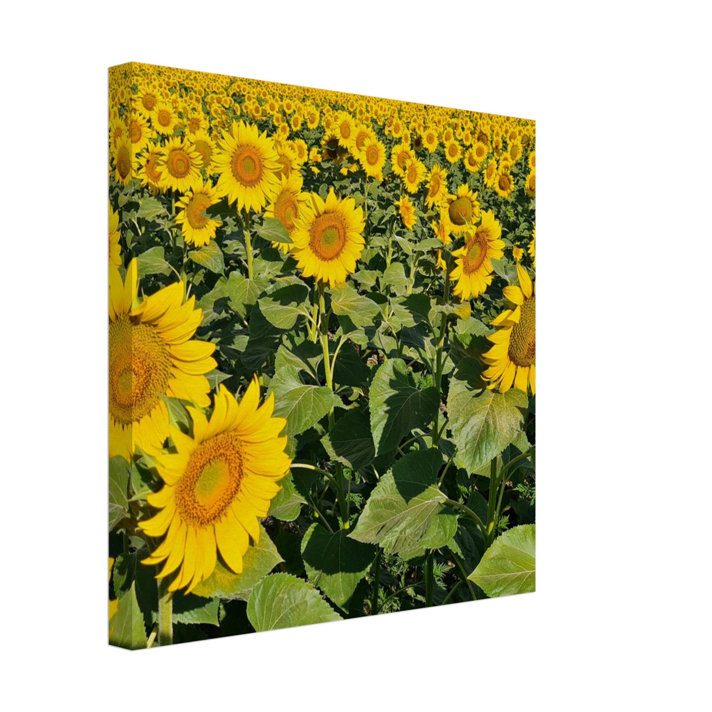 2201100d-bbfd-44d7-adc5-951b1bd1020f