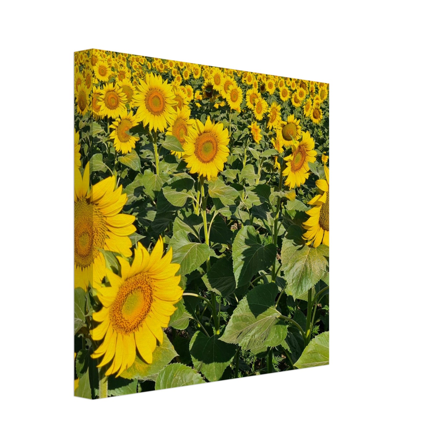 2fa2c612-c662-4127-90f0-127616a28901