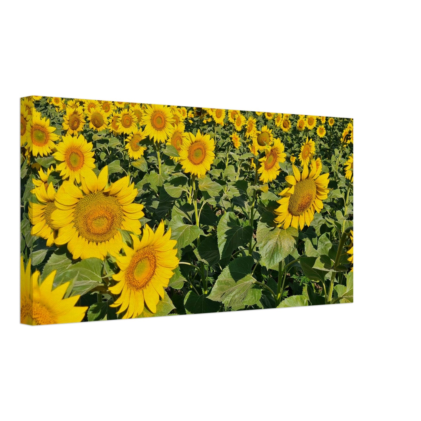 52d64765-2795-48af-9c7a-e6584c4b9b1c