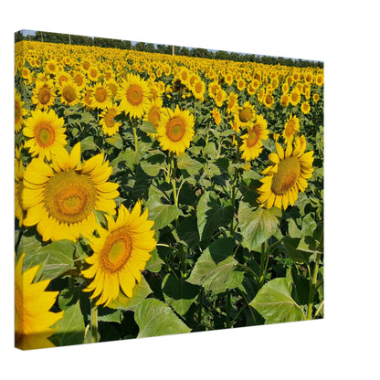 6e9e8032-7818-4c38-942d-469916a8fc5b