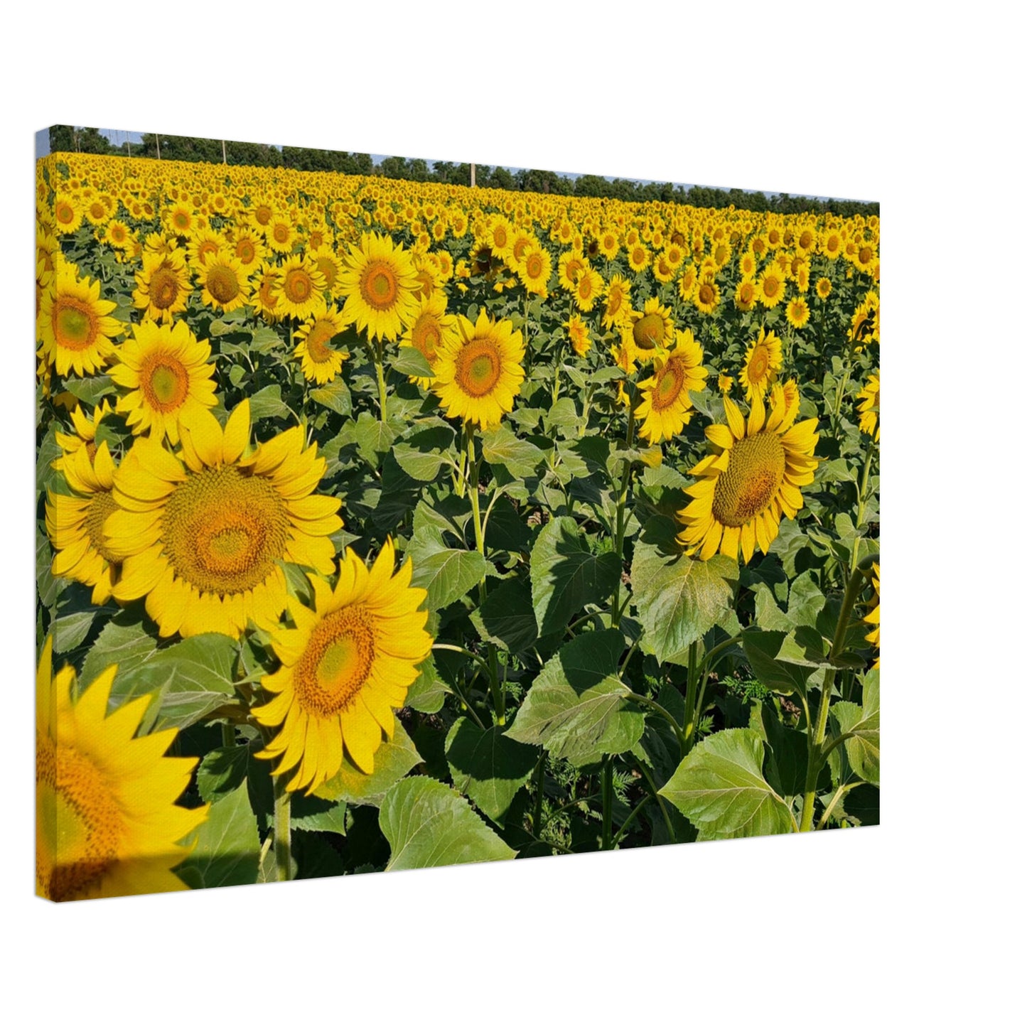 6fbc0c33-e667-4173-9470-9e89b64fbf2a