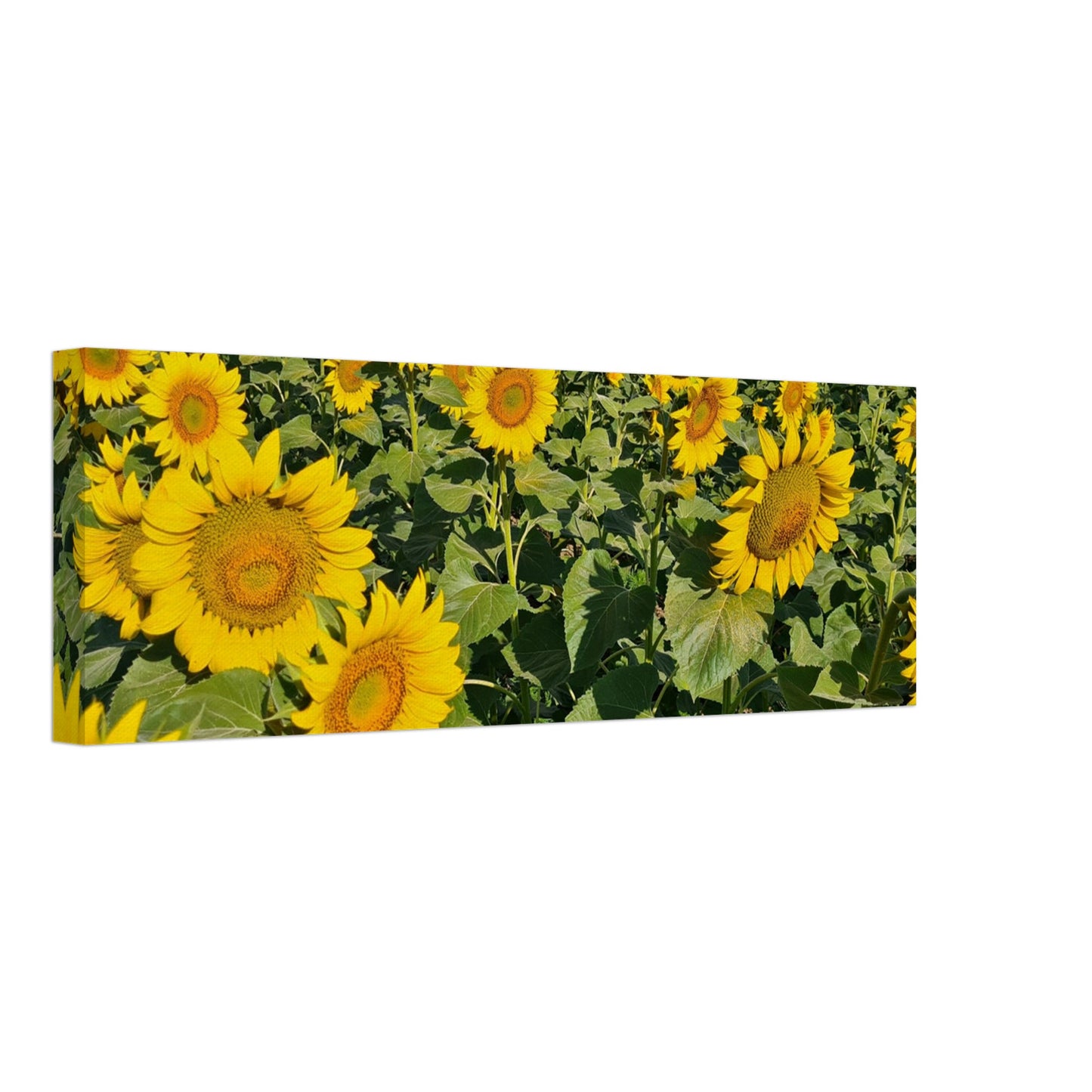 942bd075-4c42-4431-a430-af87d860c562