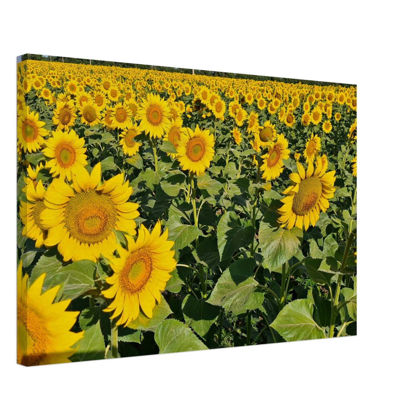 a95ca14f-4194-4fcf-8e44-784c1b50f3ef