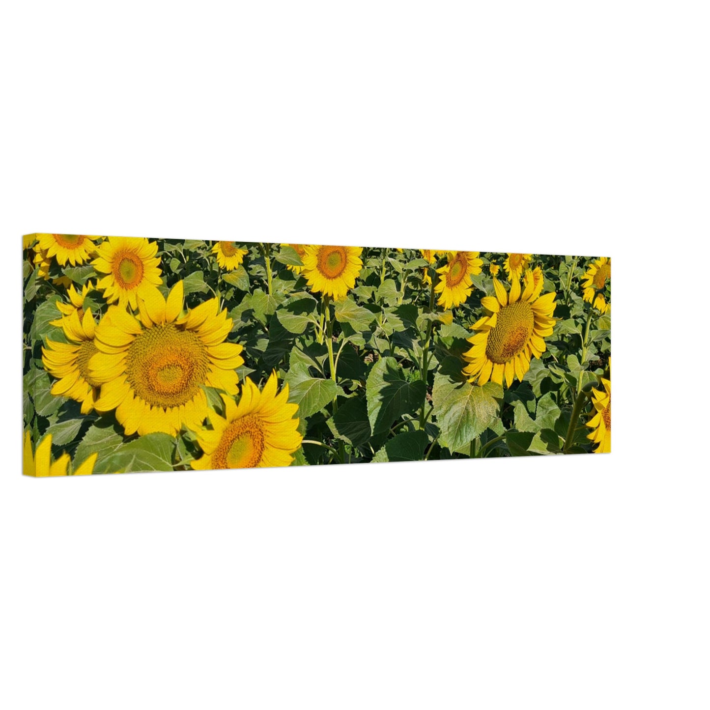 c6fd5bd9-527c-4df2-b27f-832e0b4bcaf3