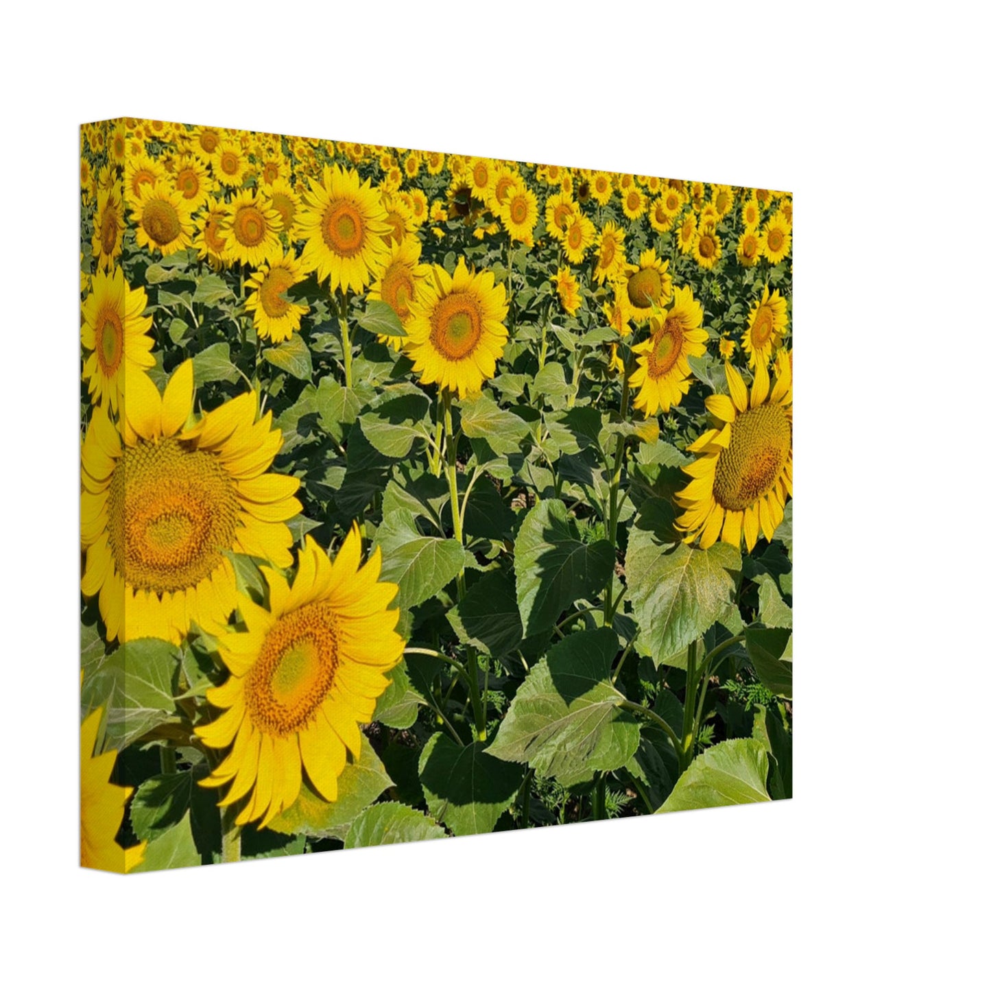 c902d888-e3be-4321-a661-6a80c0f29c7d