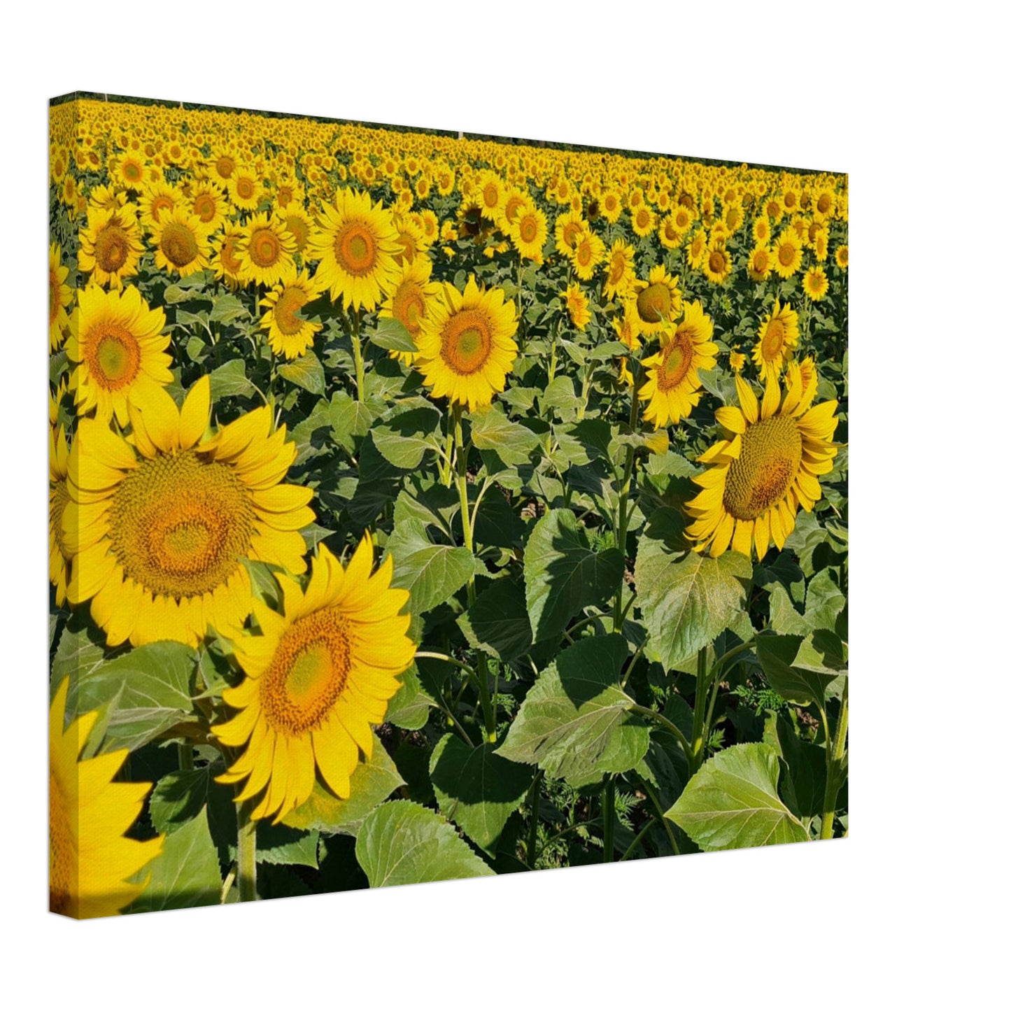 e51ec0f1-5267-4e0a-9096-327559525c08