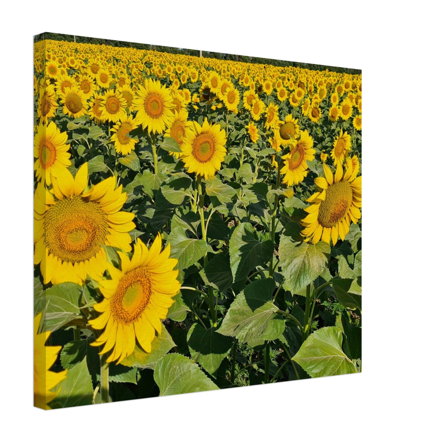 fdb1d9b2-0ca4-4c2b-8c6b-ac43b0df426c