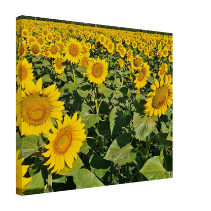 fdb1d9b2-0ca4-4c2b-8c6b-ac43b0df426c